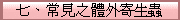 七、常見之體外寄生蟲